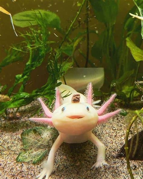 Axolotl Breeding Process: Tank Set-Up, Feed & Health