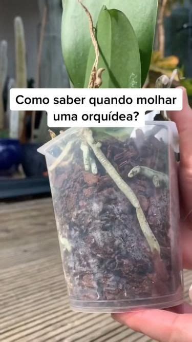 Descubra Quando Molhar As Orqu Deas E Tornar O Cultivo Uma Experi Ncia