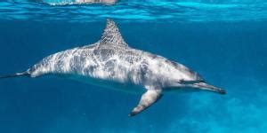 C Mo Se Comunican Los Delfines Formas Y Caracter Sticas