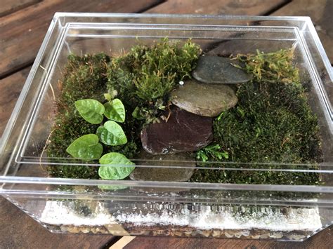 Nano mini zen fairy moss garden for my daughters. : r/Mosses