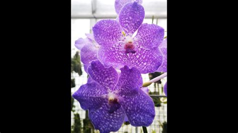 Come Coltivare L Orchidea Vanda Come Appenderla Senza Gabbieta Youtube