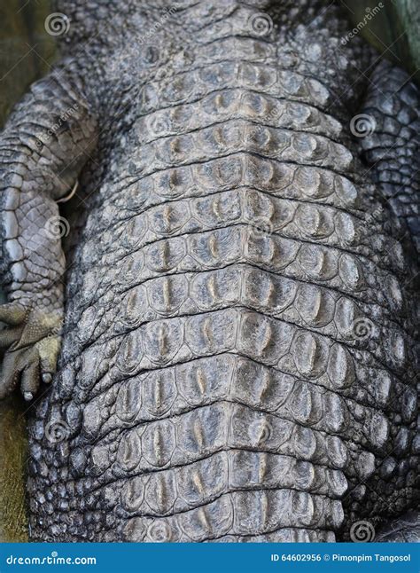 Skin of crocodiles stock photo. Image of dangerous, mouth - 64602956