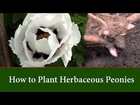 How To Plant Itoh Peony Bare Root For Gorgeous Blooms