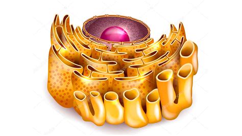 Qual A Função Do Retículo Endoplasmático Liso E Rugoso