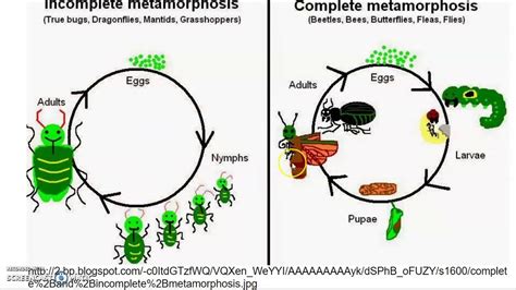 Stages Of Insect Life Cycle