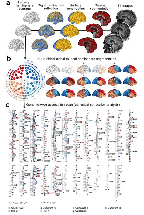 Multivariate Genome Wide Association Study Gwas Of Brain Shape A