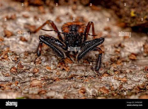 Bee Assassin Bug Nymph Of The Genus Apiomerus Stock Photo Alamy
