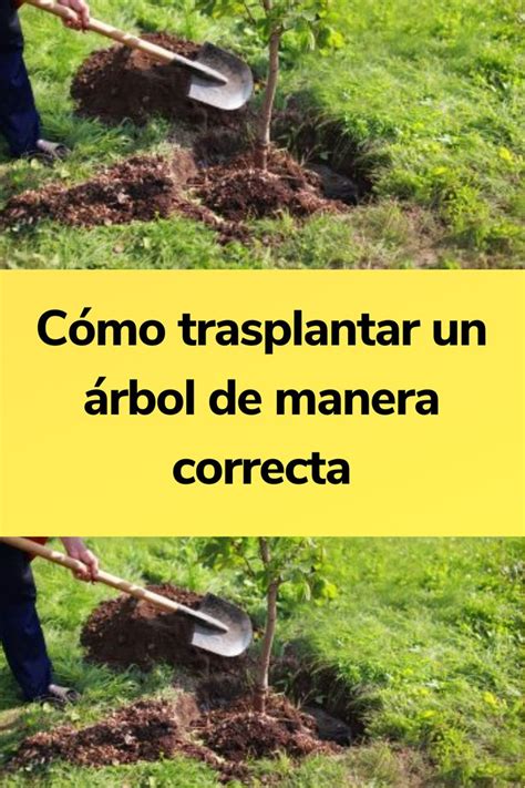 Cómo Trasplantar Un árbol De Manera Correcta Cultivo De árboles