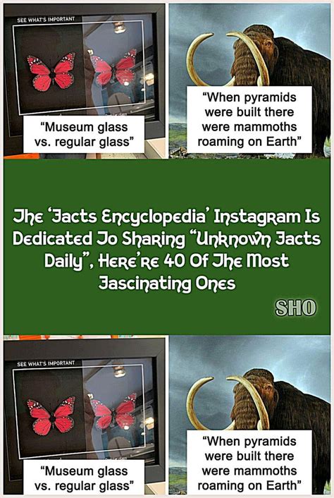 40 times people had no idea what they were looking at but the internet ...