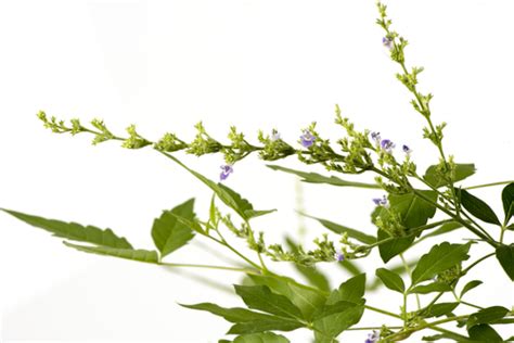 ¿qué Es El Vitex Y Para Qué Sirve · Okira