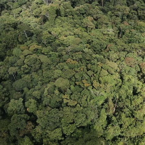 Standardized Protocol for Transect Set-up and Palm Inventory for the