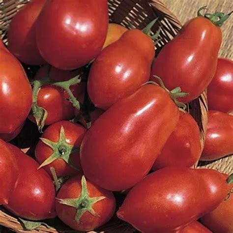 100 Mg Semillas De Tomate San Marzano Indeterminado Solanu Cuotas