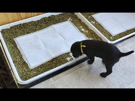 how to litter box train a dog