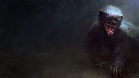 Honey Badger Wallpapers Top Free Honey Badger Backgrounds