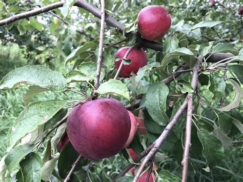Dwarf Honeycrisp Apple Tree