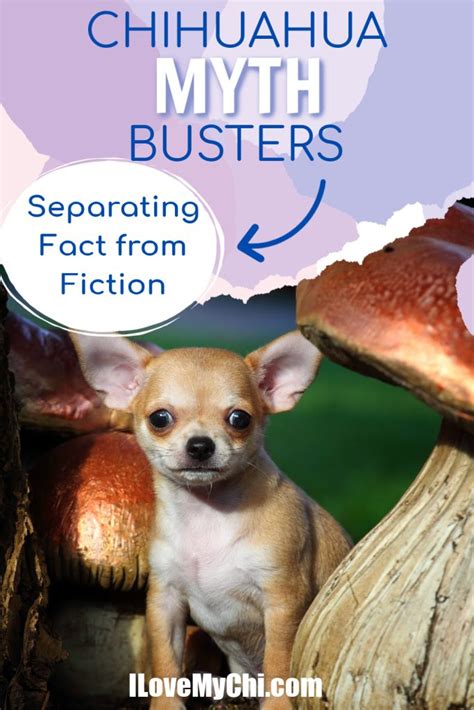 Ugly Chihuahua Unveiling The Not So Separating Fact From Fiction