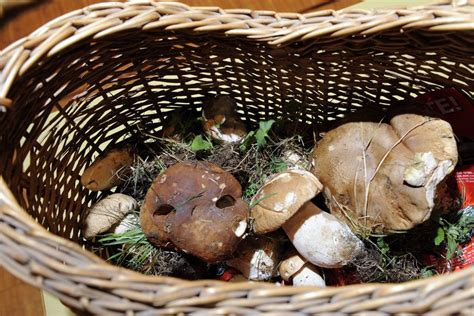 Conseils Pour Cueillir Des Champignons Sans Risque Heures