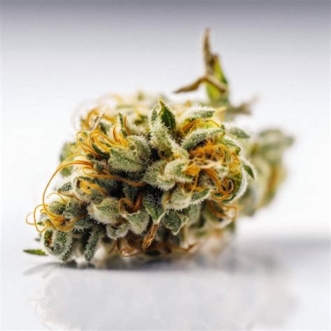 Premium Photo The Beauty Of Cannabis A Stunning CloseUp Of A Sativa