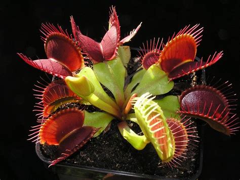 Растения-хищники в домашних условиях