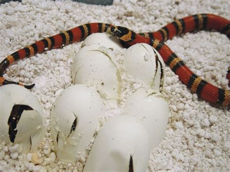 Honduran Milk Snake Breeding Tips Reptiles Magazine