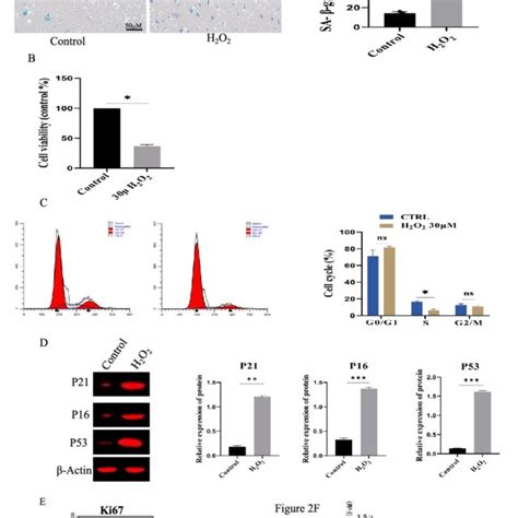 Establishment Of Bm Mscs Senescence Model By M H O Treatment A