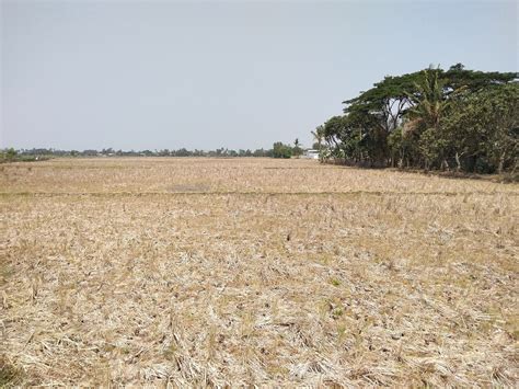 Saluran Irigasi Rusak Parah 550 Hektare Sawah Di Kelurahan Mekarjati