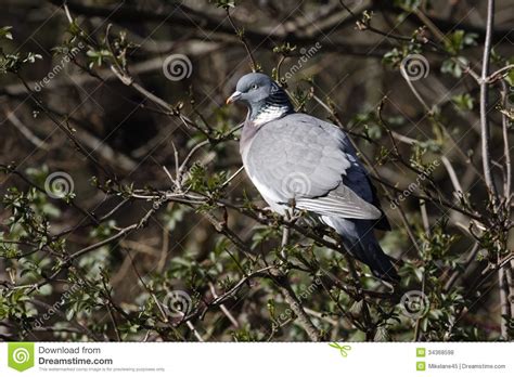 Pombo Torcaz Palumbus Do Columba Foto De Stock Imagem De Pombo