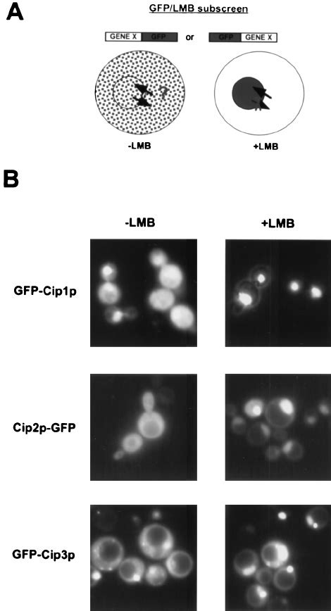 Identification Of Three New S Cerevisiae Proteins With Nuclear Export Download Scientific