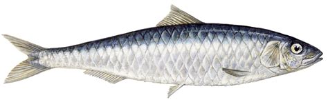 detail gambar ikan sarden koleksi nomer