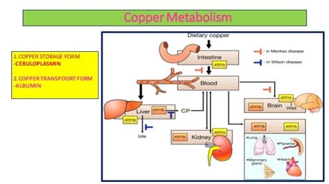 Copper Metabolism And Its Clinical Significance