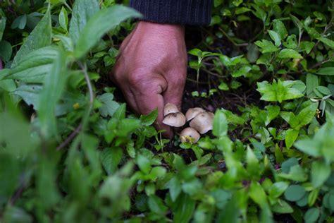 Selling The Priceless Mushroom A History Of Psilocybin Mushroom Trade