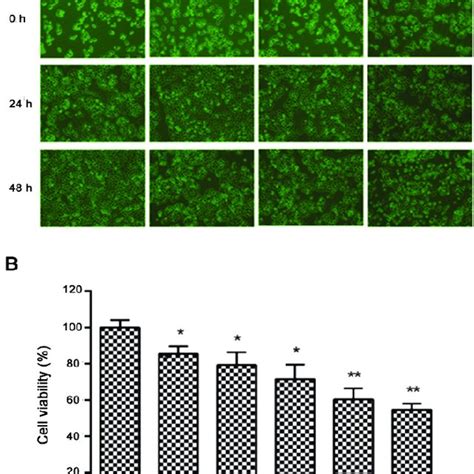 Effects Of Nobiletin On Cell Morphology And Viability Of MCF 7 Cells