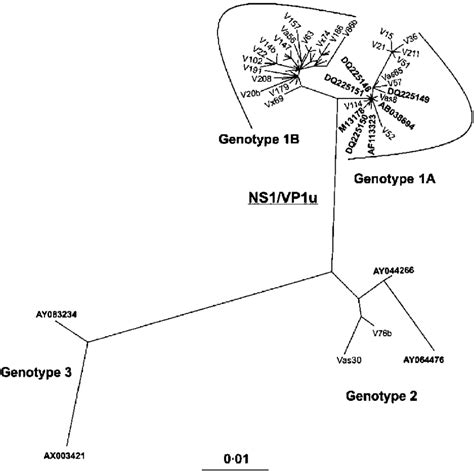 Phylogenetic tree constructed from the B19 NS1/VP1u region from nt 2355 ...