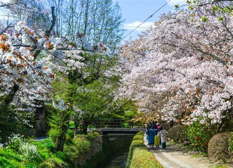 Cherry Blossom in Kyoto, Japan Editorial Image - Image of copyspace ...