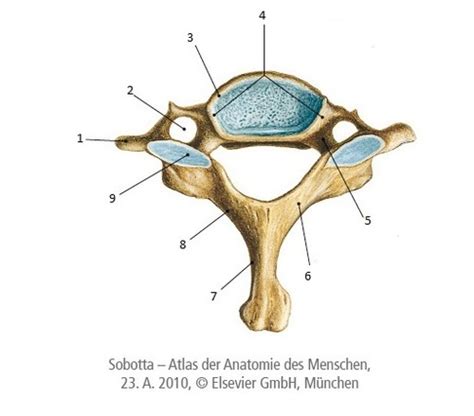 Latein Anatomie Flashcards Quizlet