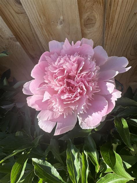 My first peonies. Hoping they rebloom here in zone 9b! : r/gardening