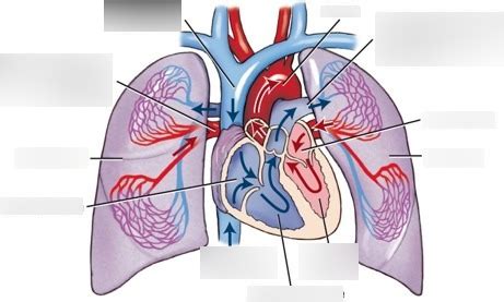 Pulmonary Circulation Diagram | Quizlet