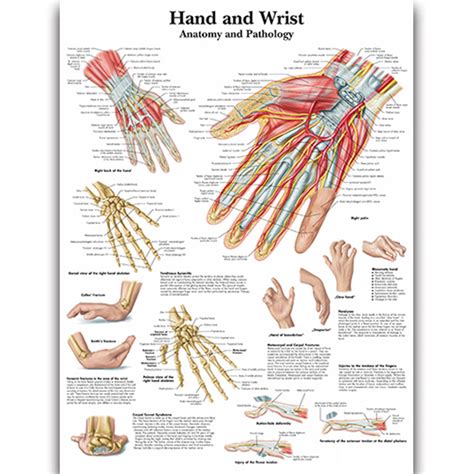 Hand and Wrist Anatomy Chart