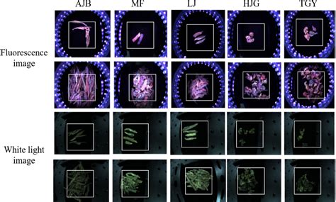 Figure From Classification Of Tea Leaves Based On Fluorescence