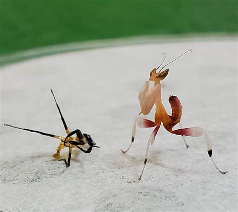 1448 Best Nymph Images On Pholder Flyfishing Nature Is Fucking Lit And Fairytaleas Fuck