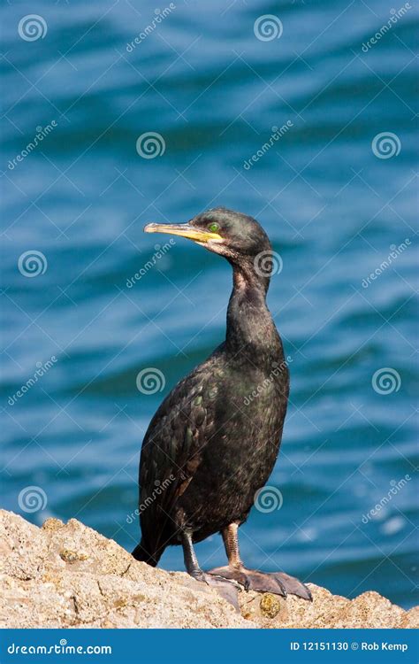 Cormorant On Rock Stock Photo Image Of Rock Bend Brown 12151130