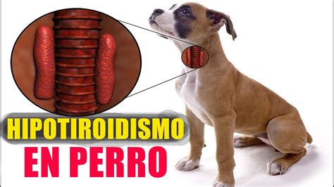 Hipotiroidismo En Perros Síntomas Y Qué Hacer Si Tu Mascota Lo Padece