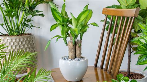 Do Corn Plants Actually Purify The Air In Your Home?