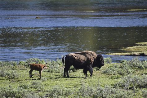 Yellowstone National Park to allow bison population to grow - E&E News ...