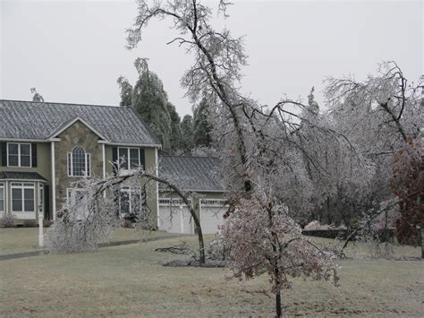 Trees Bend And Break Under The Weight Of Ice New England