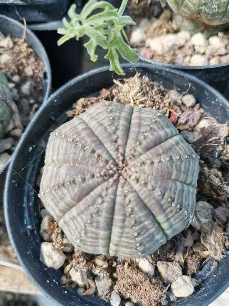 Euphorbia Mix Obesa E Obesa X Meloformis Temperatura Minima 10 Gradi