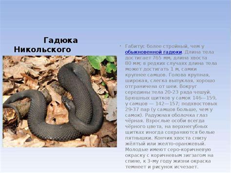 Животные Красной книги. Охрана животных - презентация, доклад, проект ...
