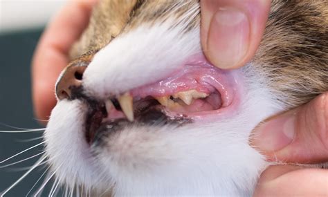 14 Signs of Unhealthy Cat Teeth | BeChewy