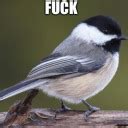 Fuck You Official On Tumblr