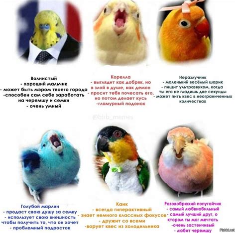 Возраст кореллы и как его определить: внешние признаки и особенности ...
